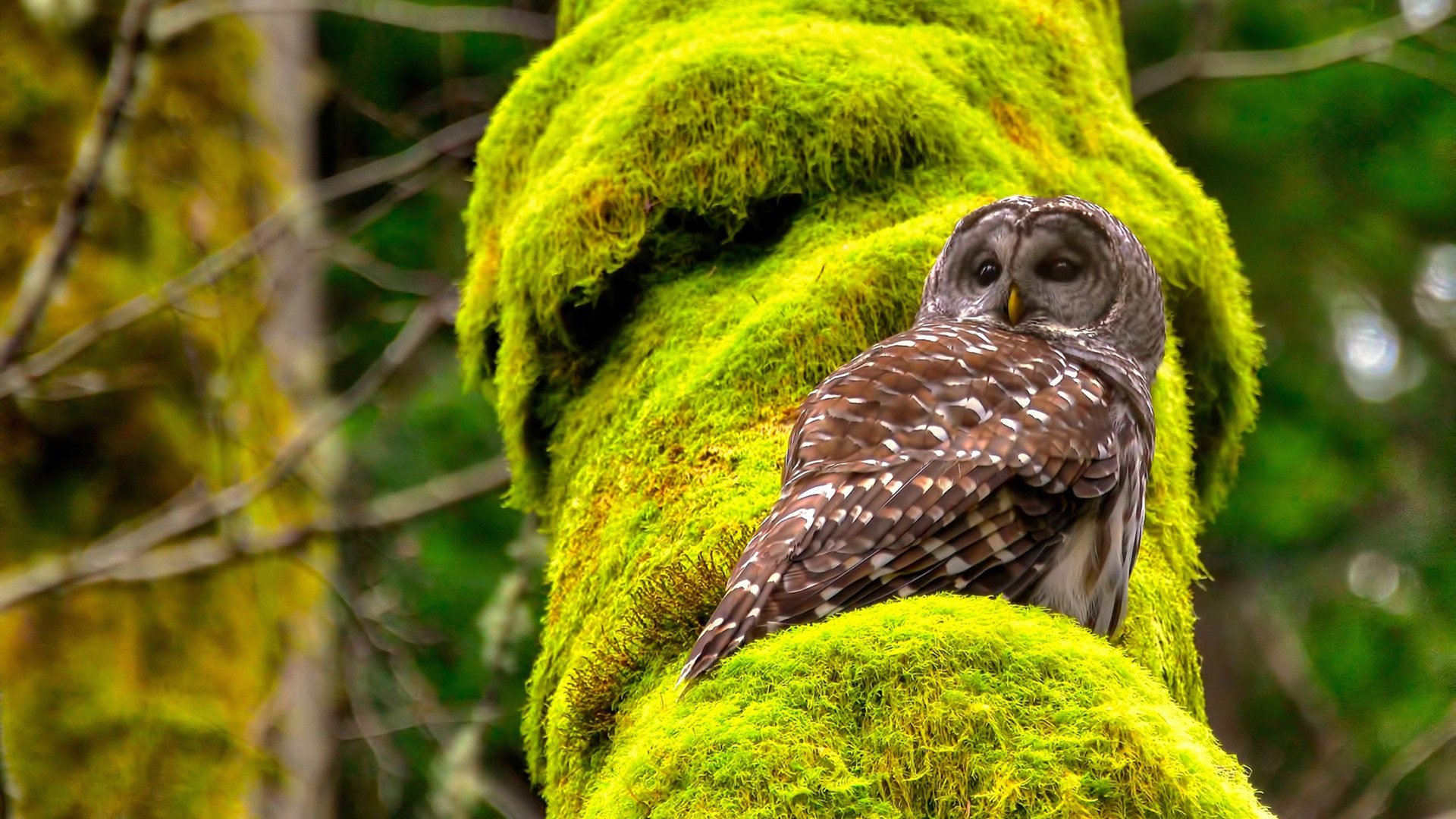 爱游戏平台-萨尔瓦多男篮在中美洲锦标赛中拼搏奋战，迈向新高度